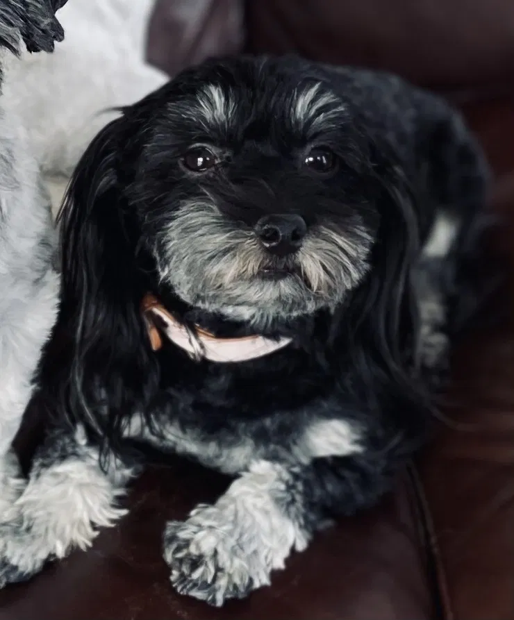 Lost dog in Las Vegas, NV, 89119