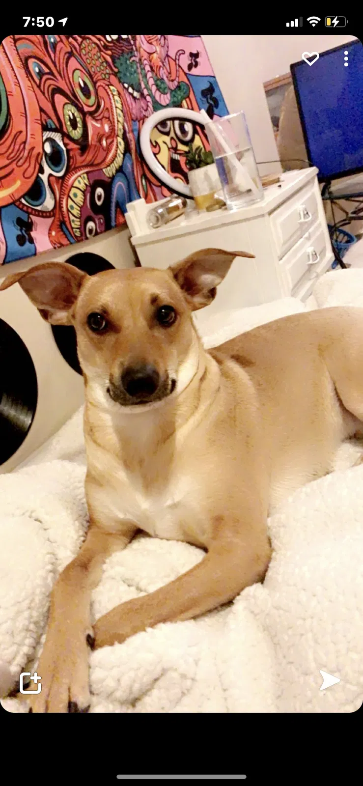 Lost dog in Greenwood, MO, 64034