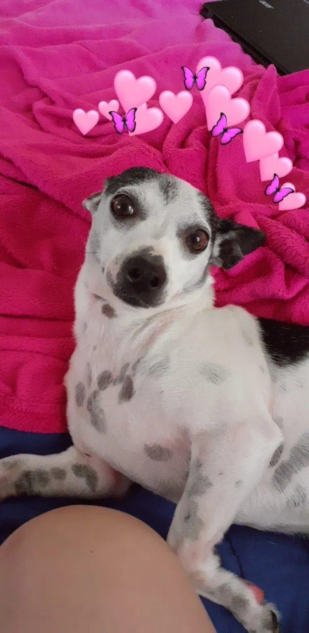 Lost dog in Sacramento, CA, 95829