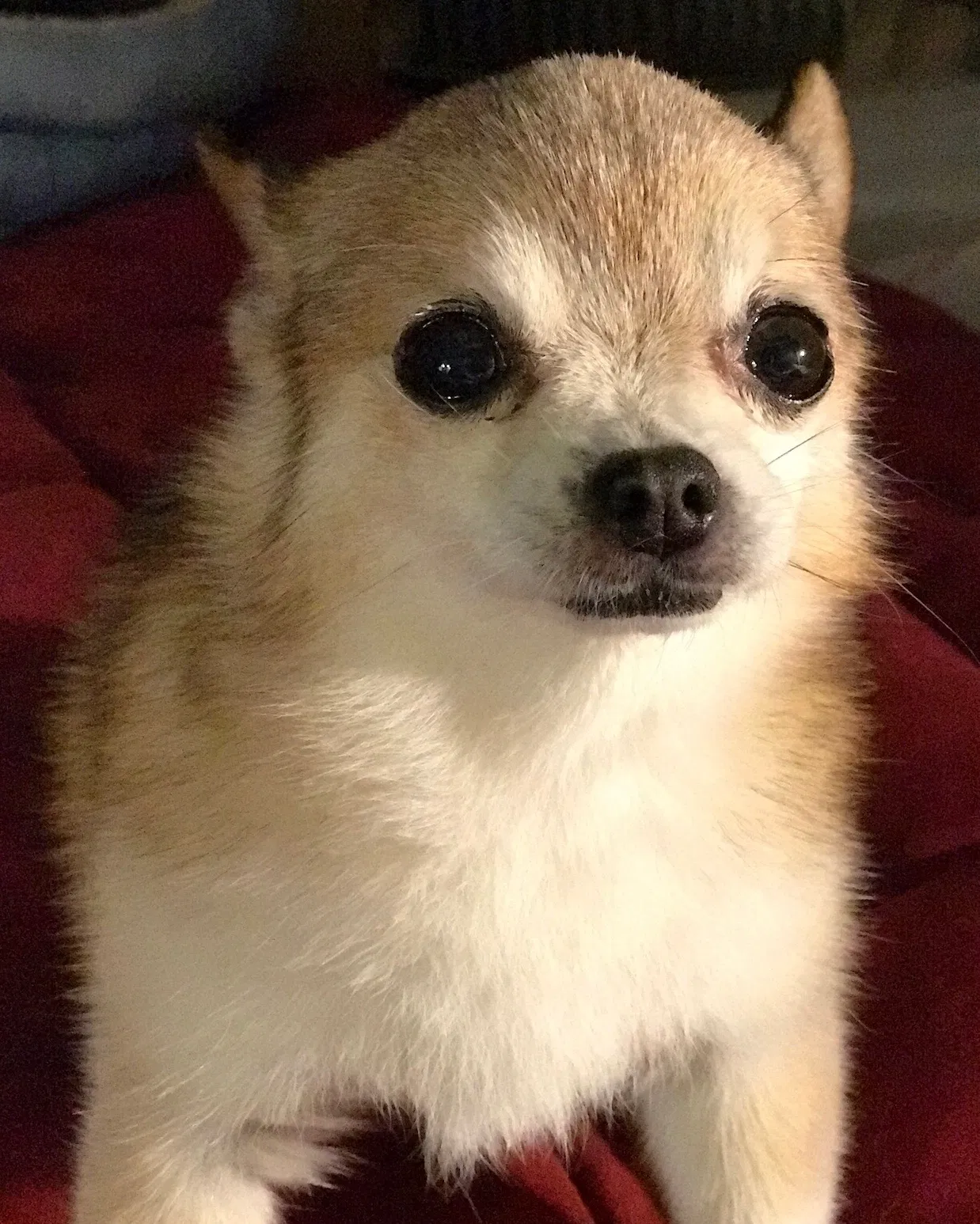 Lost dog in Compton, CA, 90220