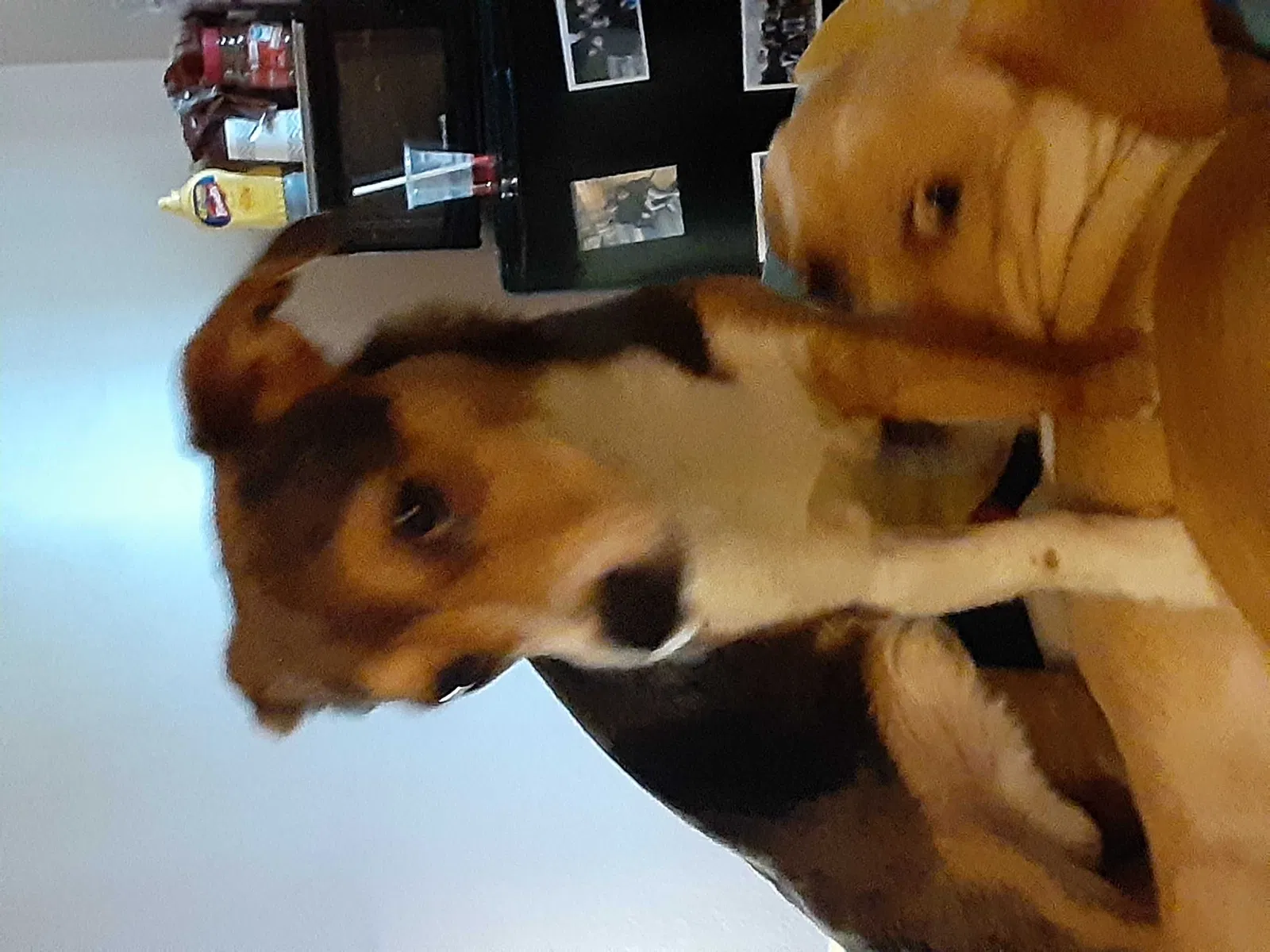Lost dog in Martinsburg, WV, 25401