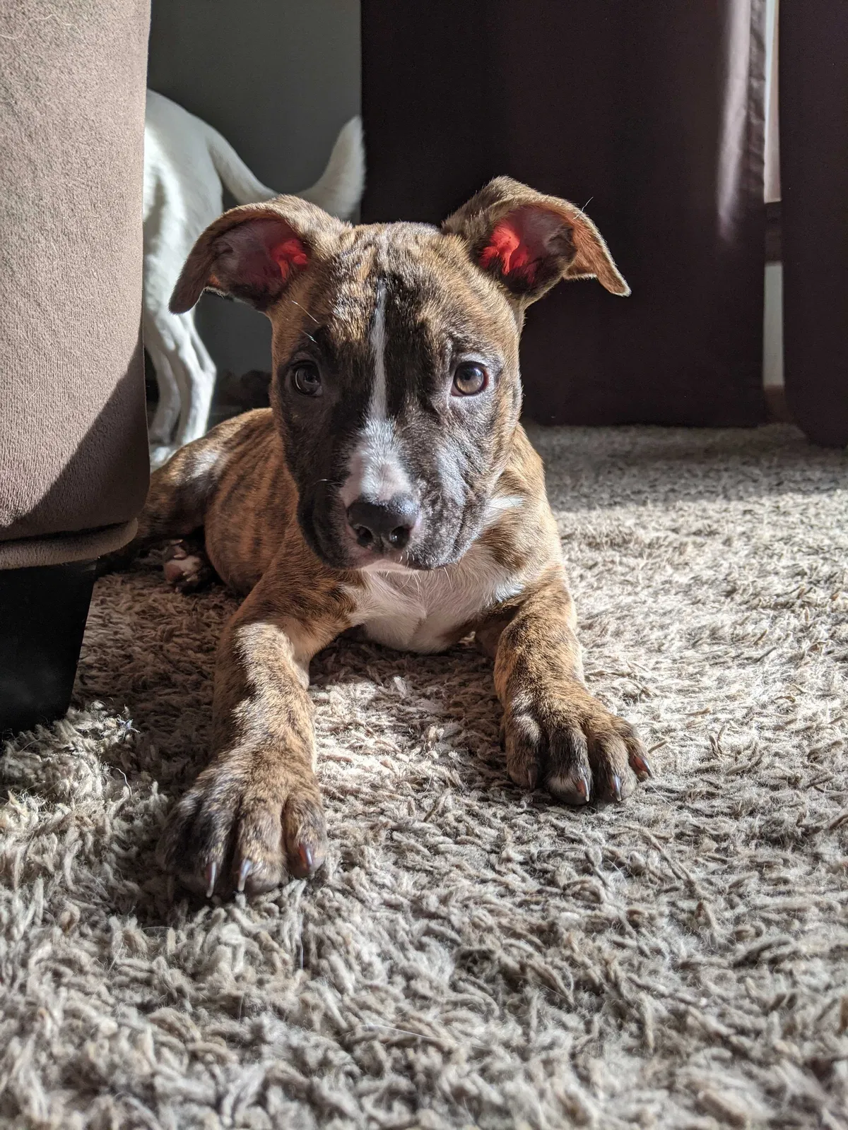 Lost dog in Spokane, WA, 99206