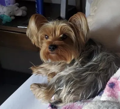 Lost dog in Ellenwood, GA, 30294