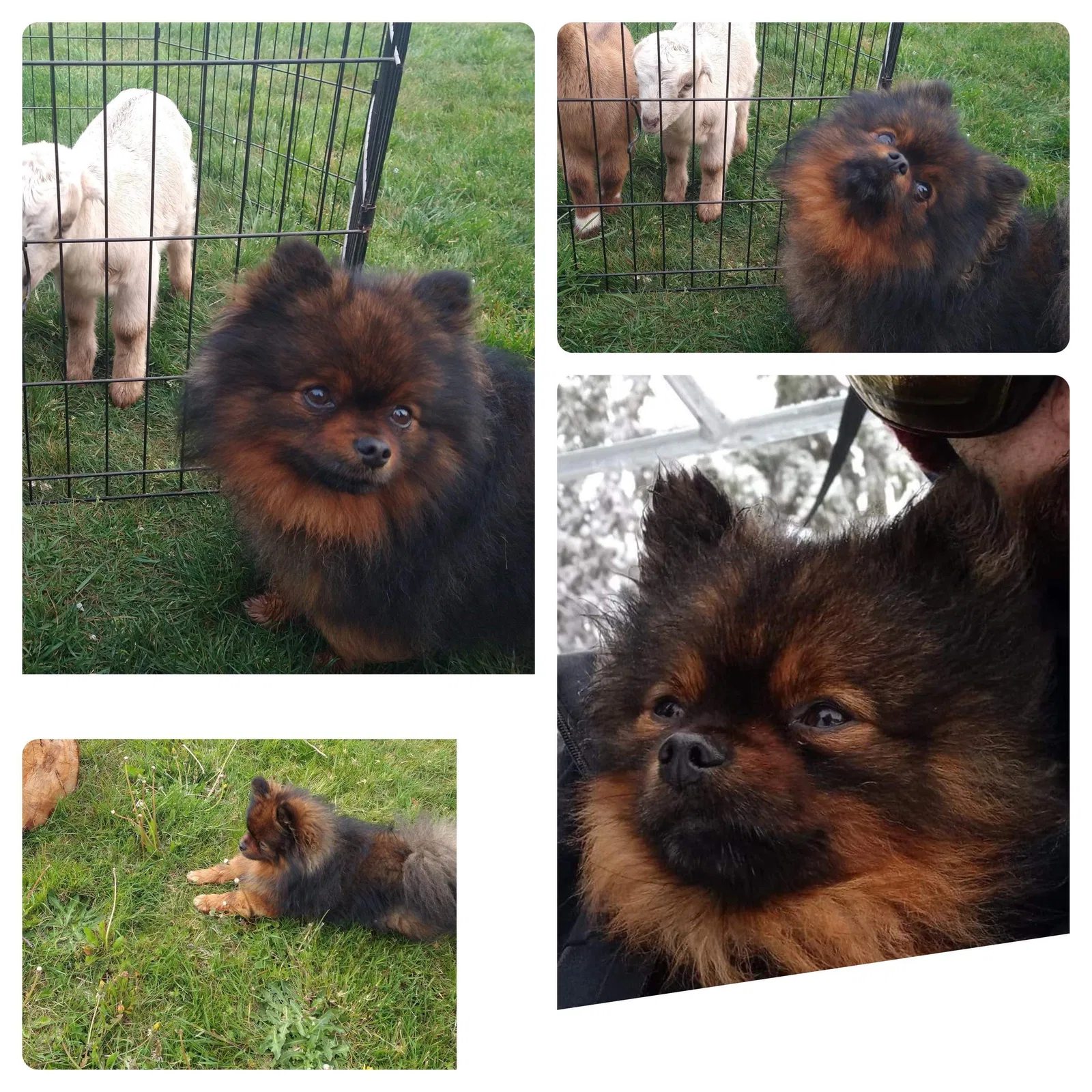 Lost dog in Salem, OR, 97305