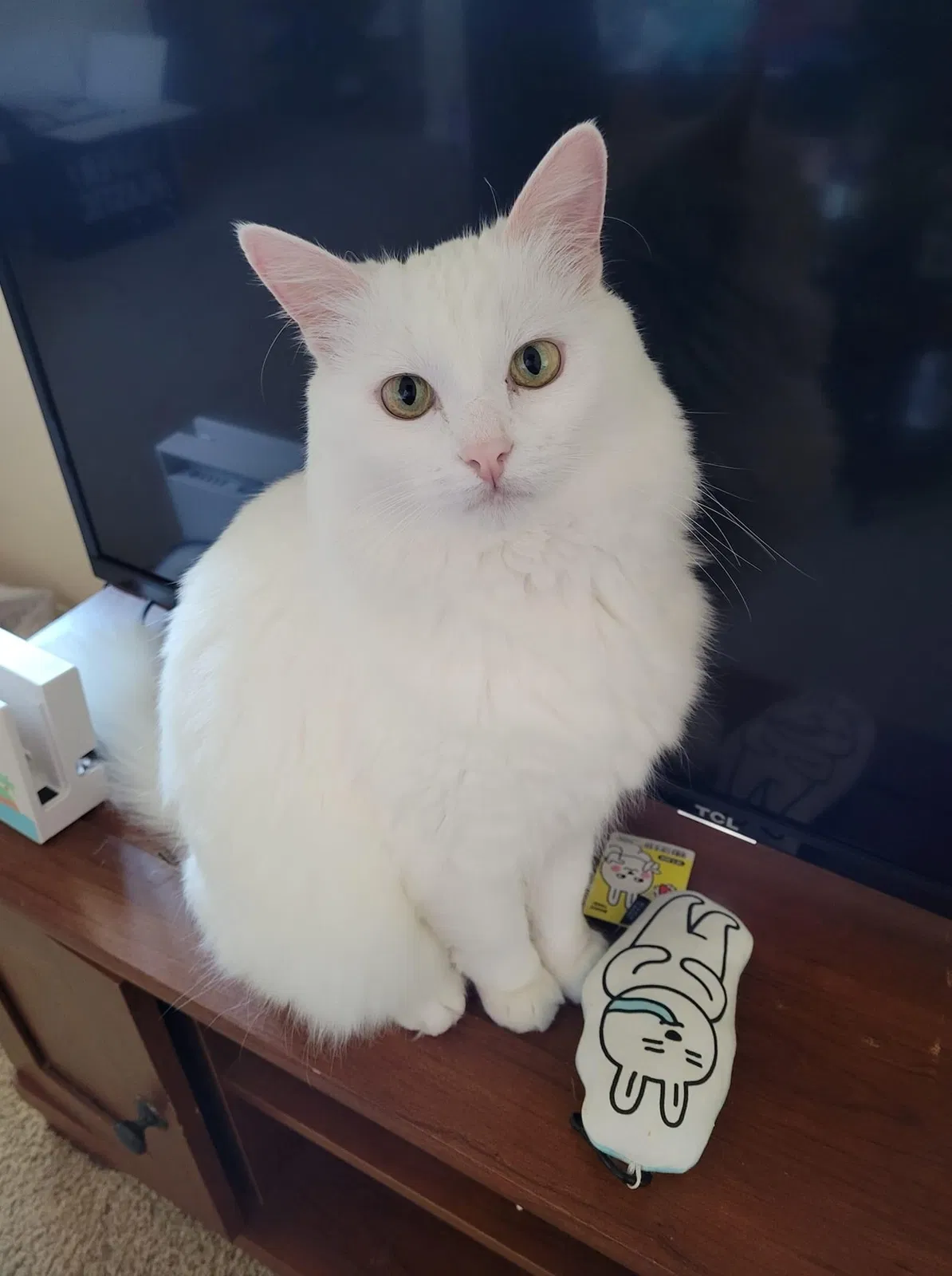 Lost cat in Marina, CA, 93933
