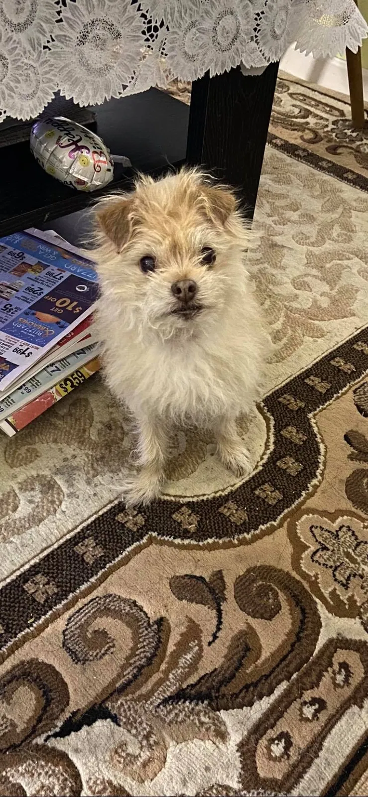 Lost dog in Garden Grove, CA, 92843