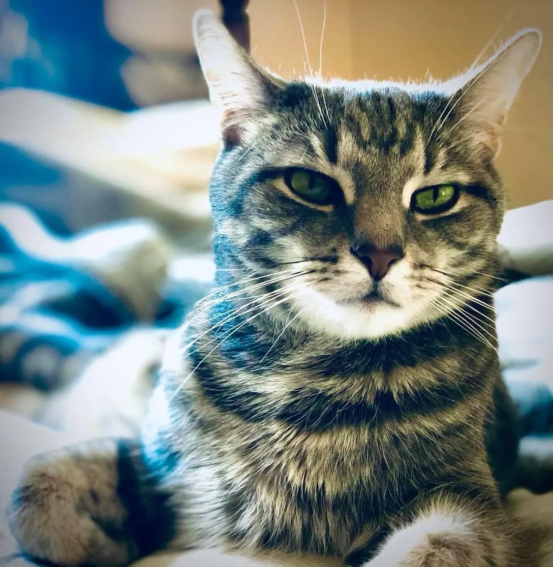 Lost cat in Morrisville, PA, 19067