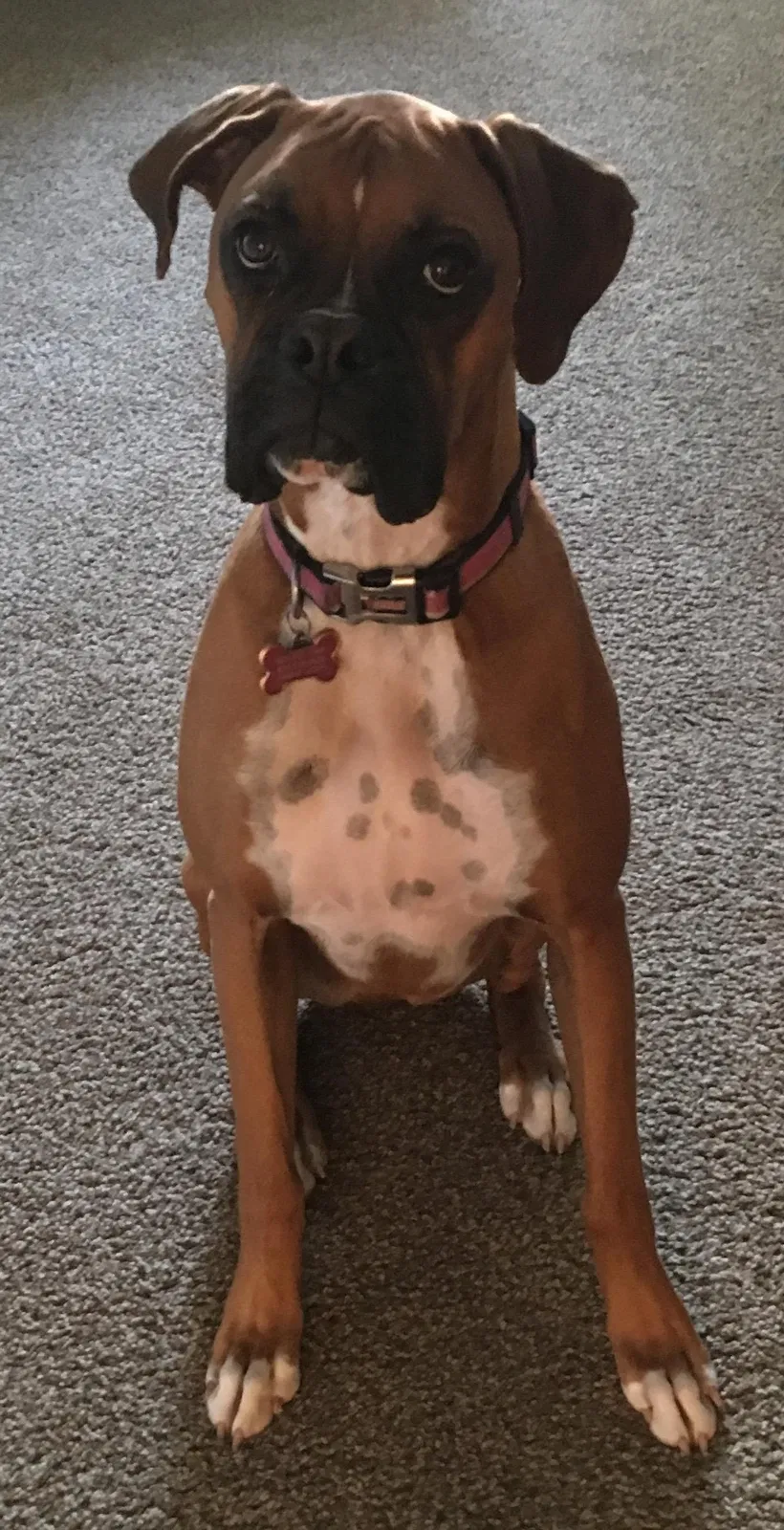 Lost dog in Orem, UT, 84097