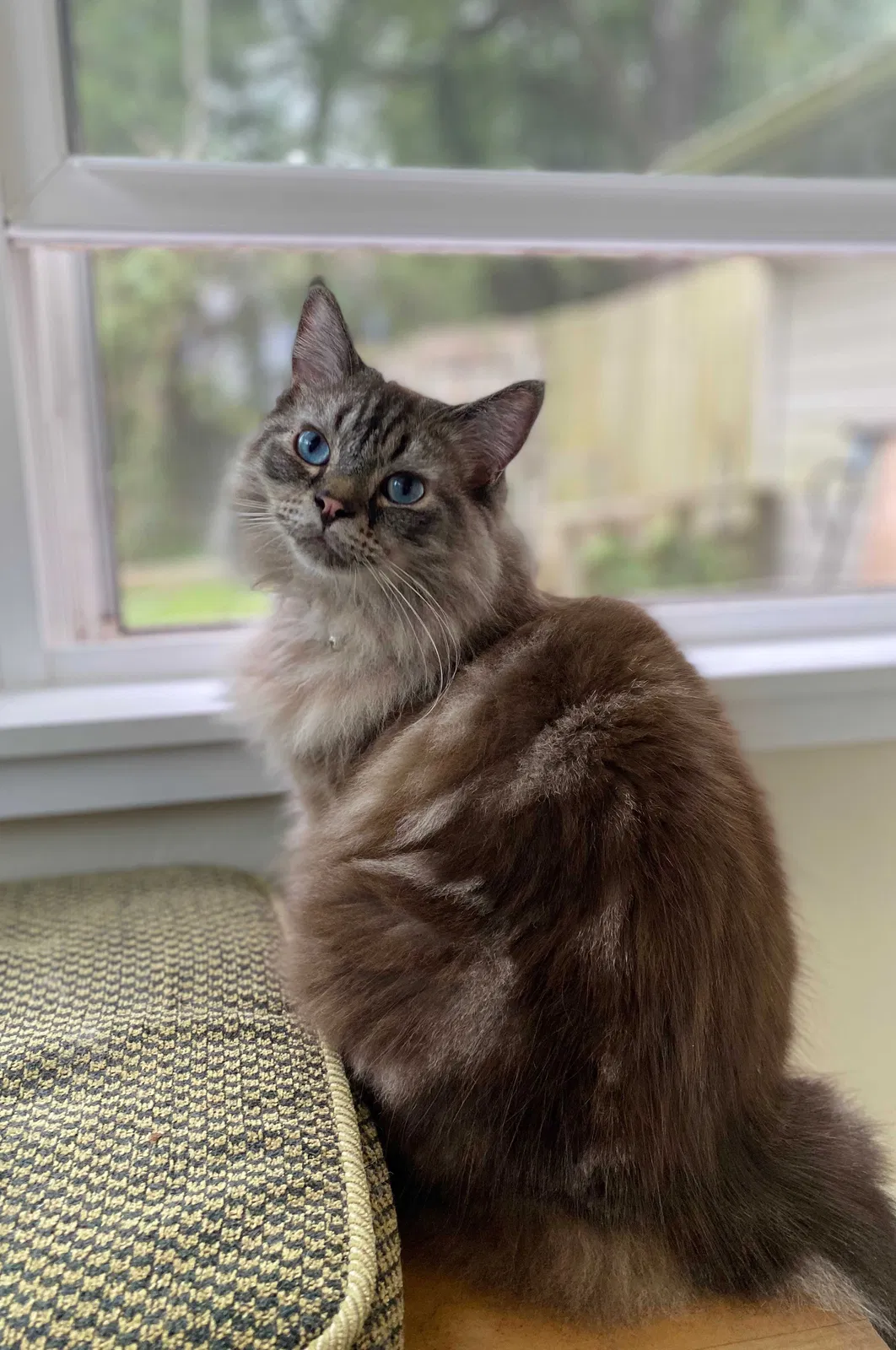 Lost cat in Tallahassee, FL, 32309