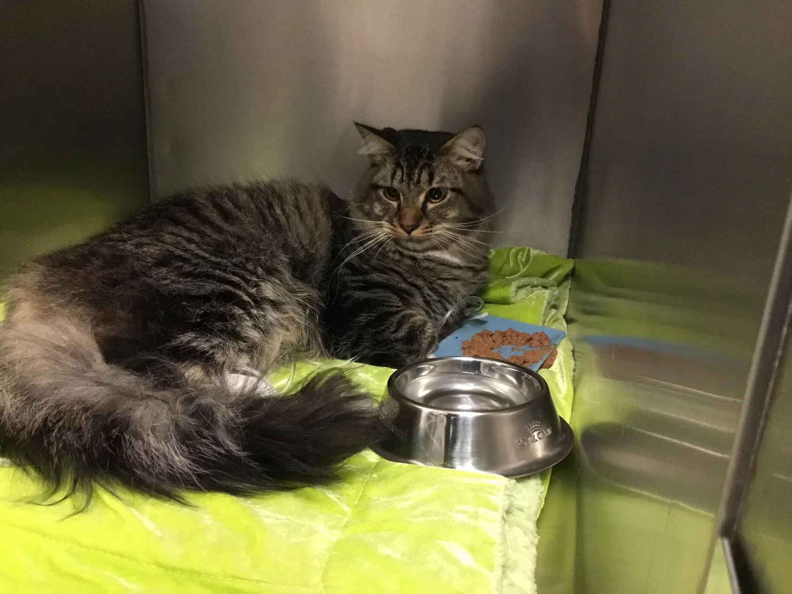 Lost cat in Eugene, OR, 97401