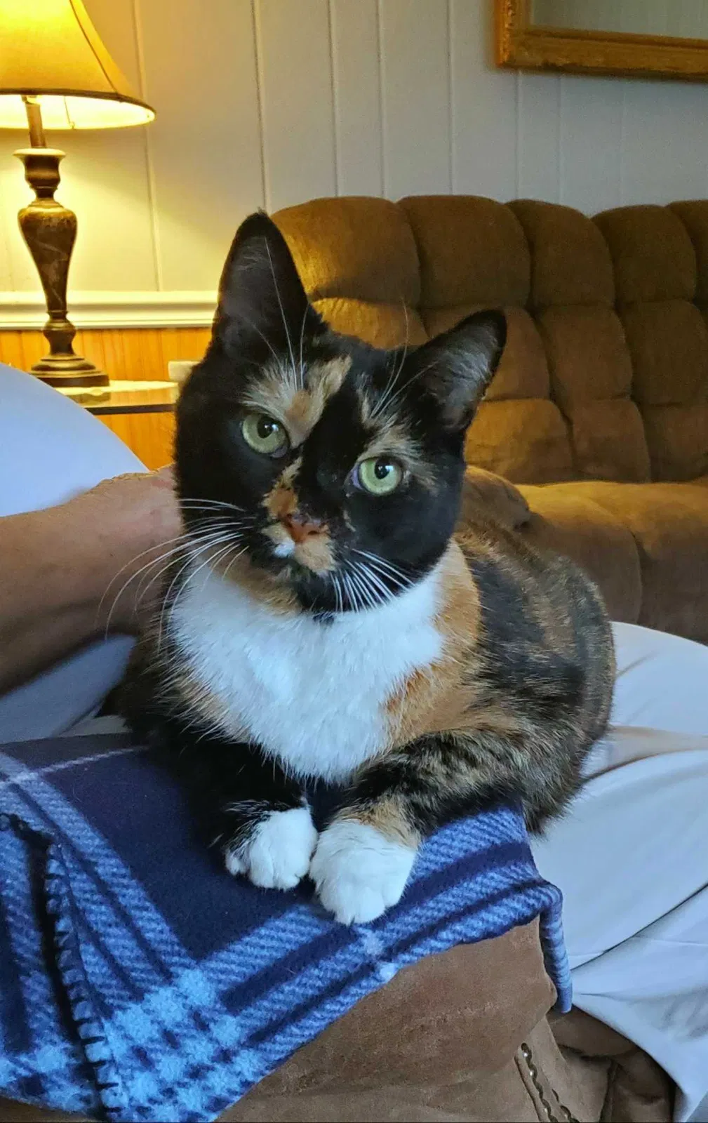 Lost cat in Knoxville, TN, 37922