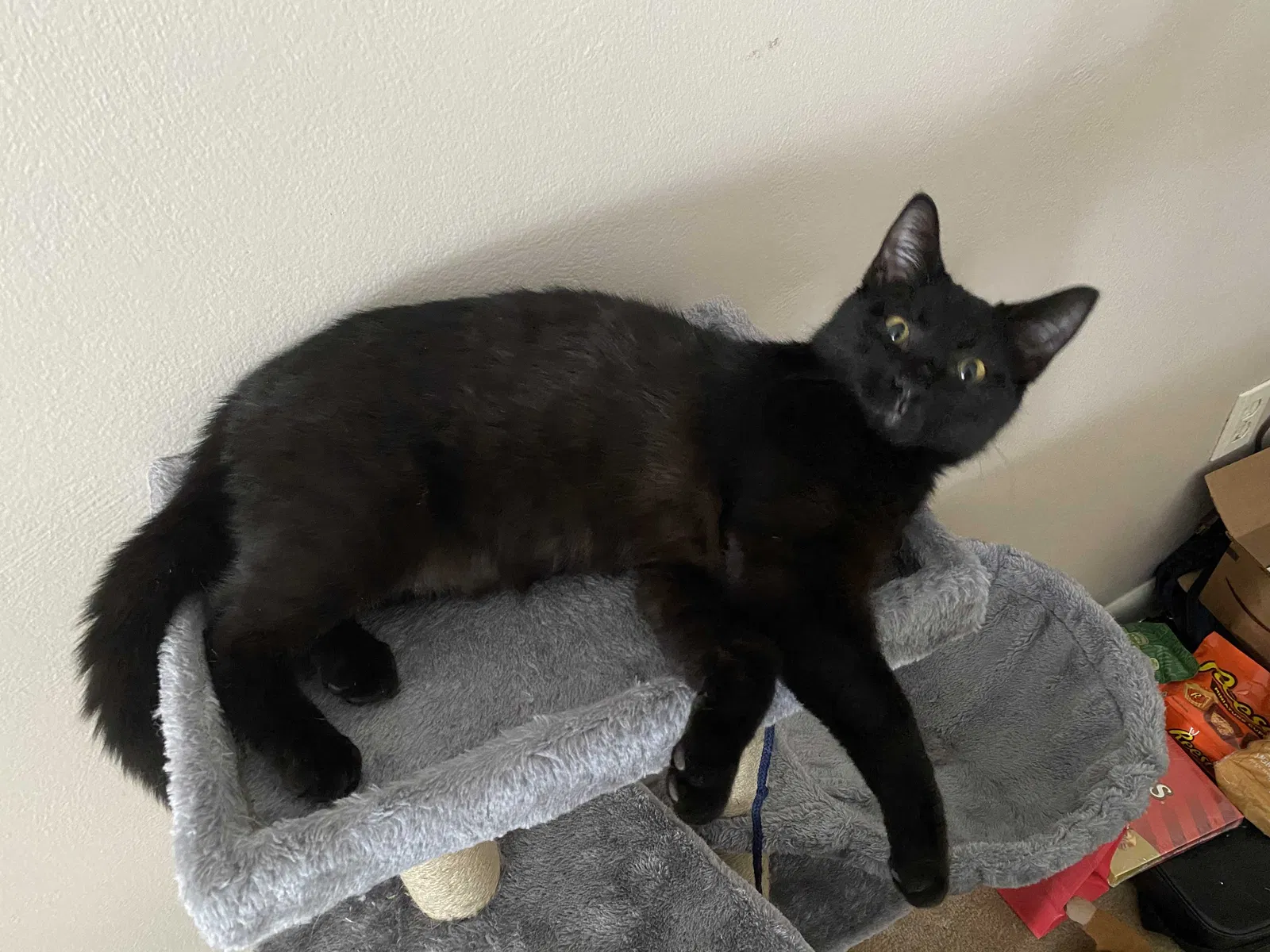 Lost cat in Pittsburgh, PA, 15216