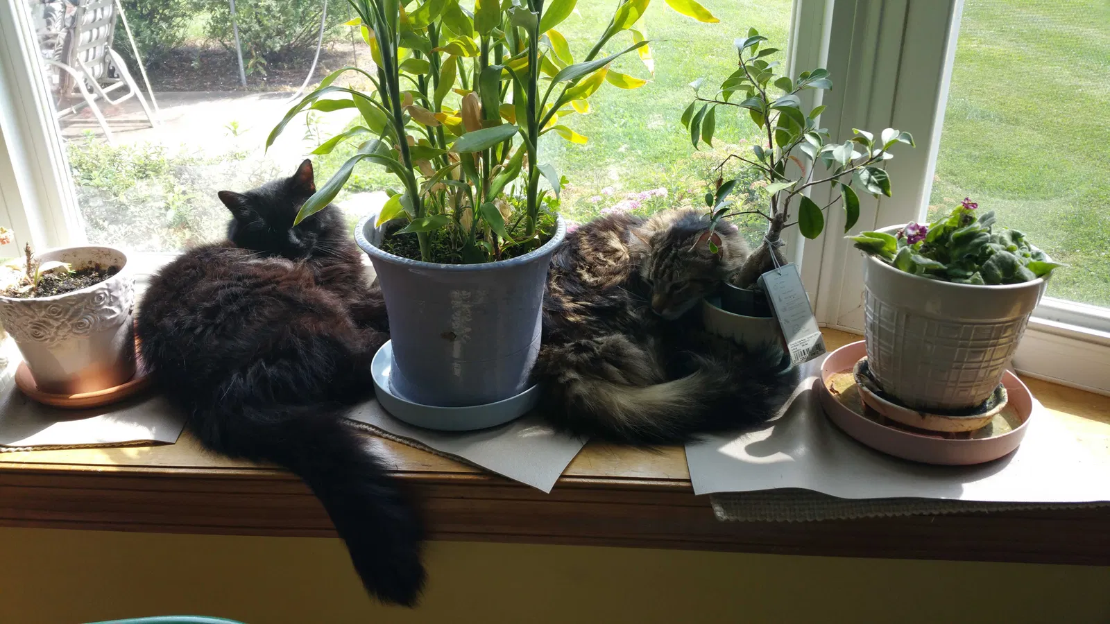 Lost cat in Boynton Beach, FL, 33426