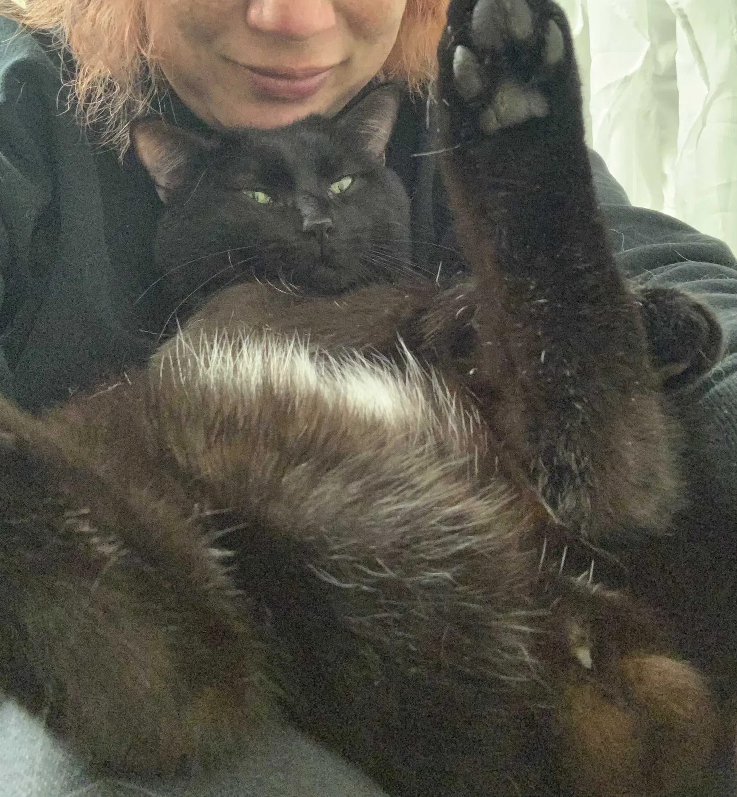 Lost cat in Saint Louis, MO, 63114