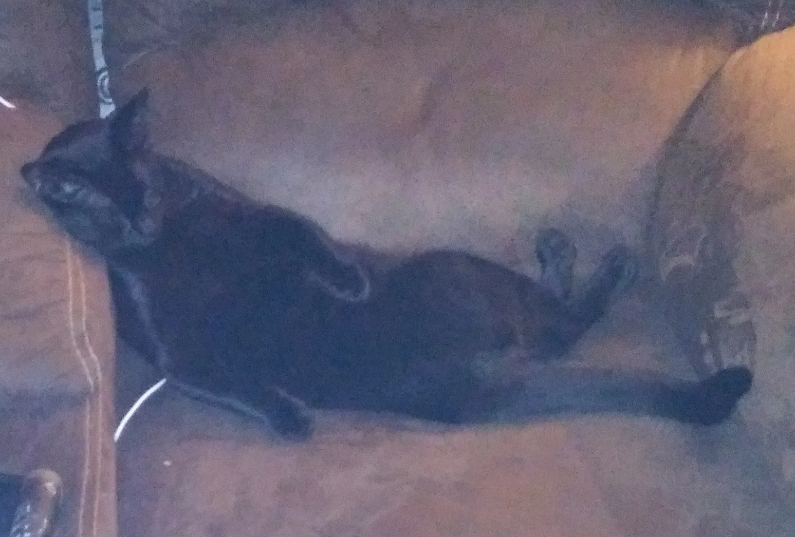 Lost cat in Yucca Valley, CA, 92284