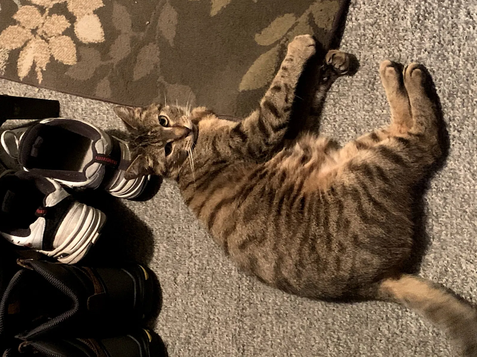 Lost cat in Greenwood, IN, 46142