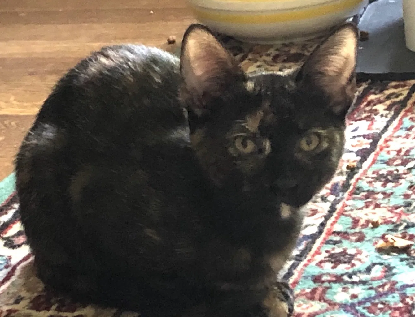 Lost cat in Omaha, NE, 68124