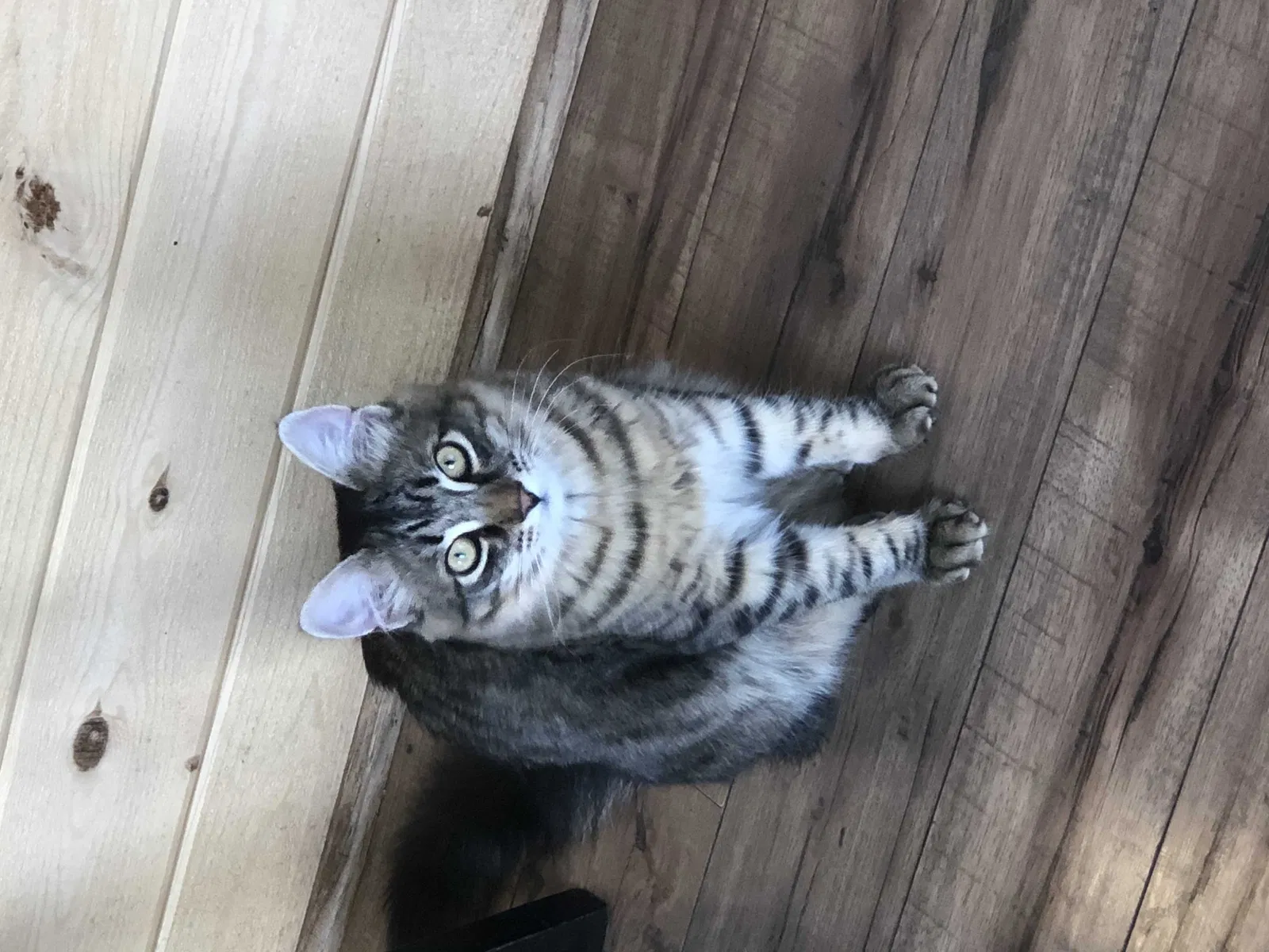Lost cat in San Francisco, CA, 94118