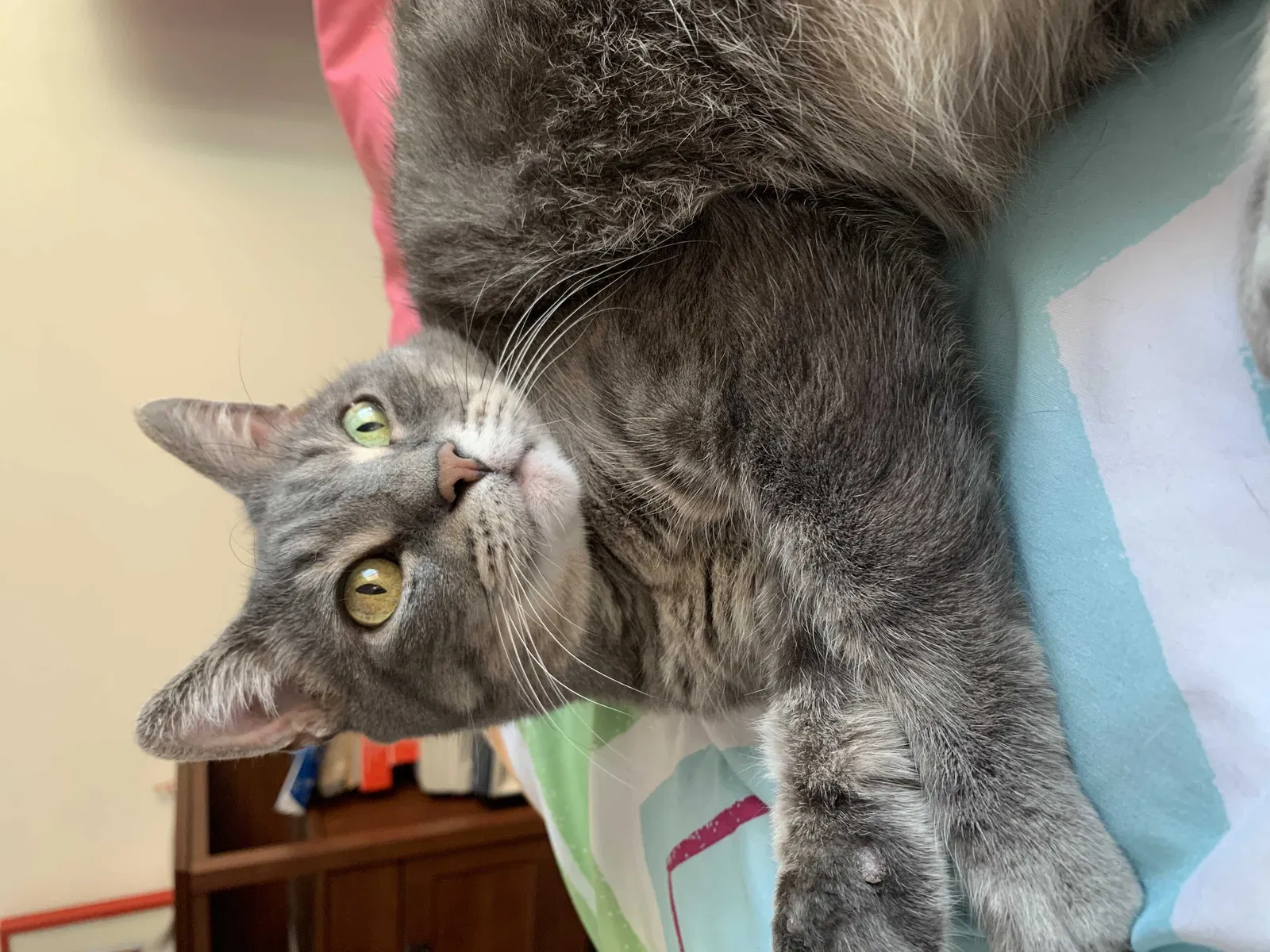 Lost cat in Demarest, NJ, 7627