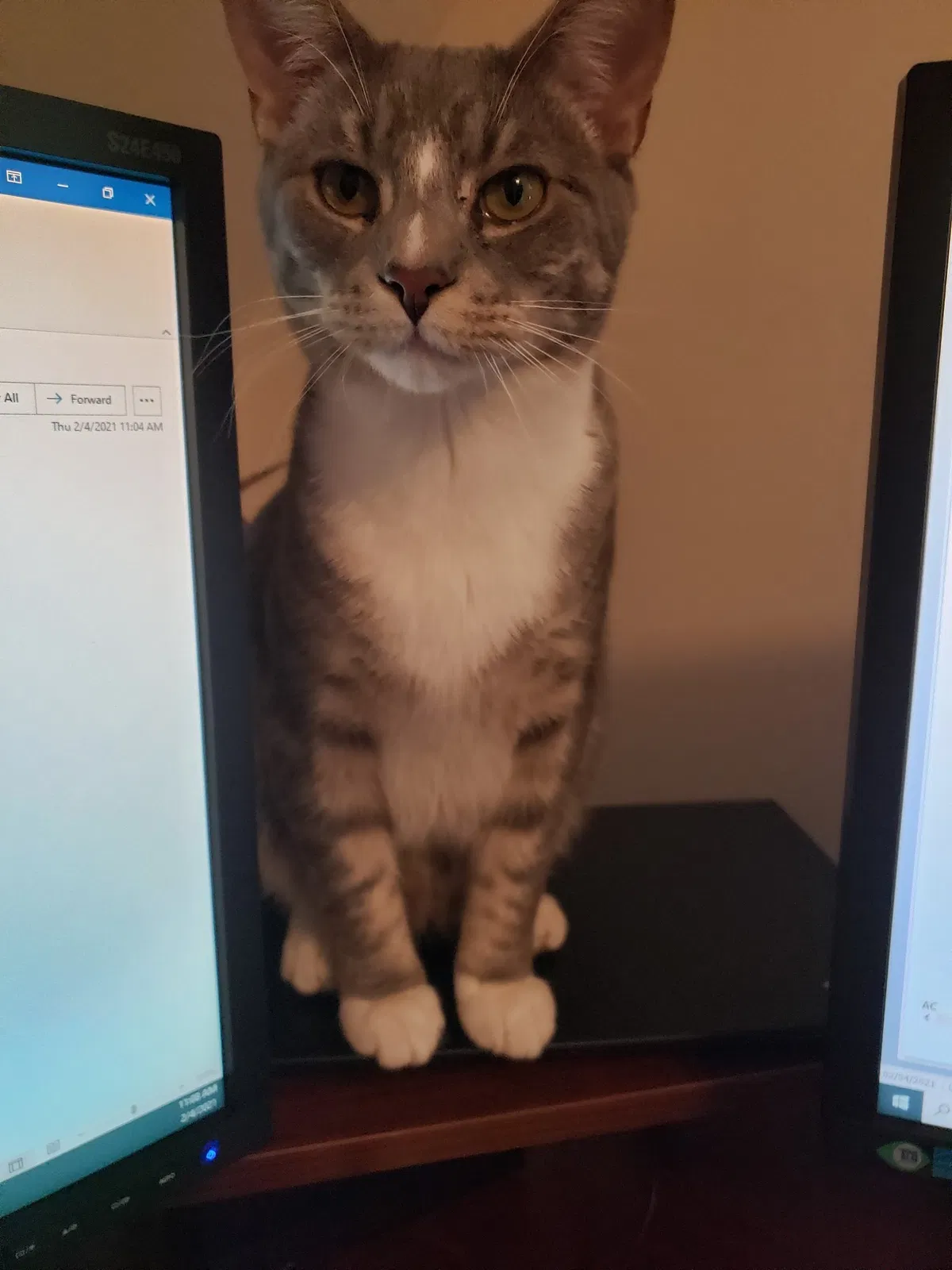Lost cat in Kenosha, WI, 53143