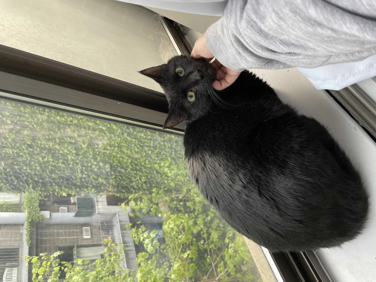 Lost cat in San Ramon, CA, 94582