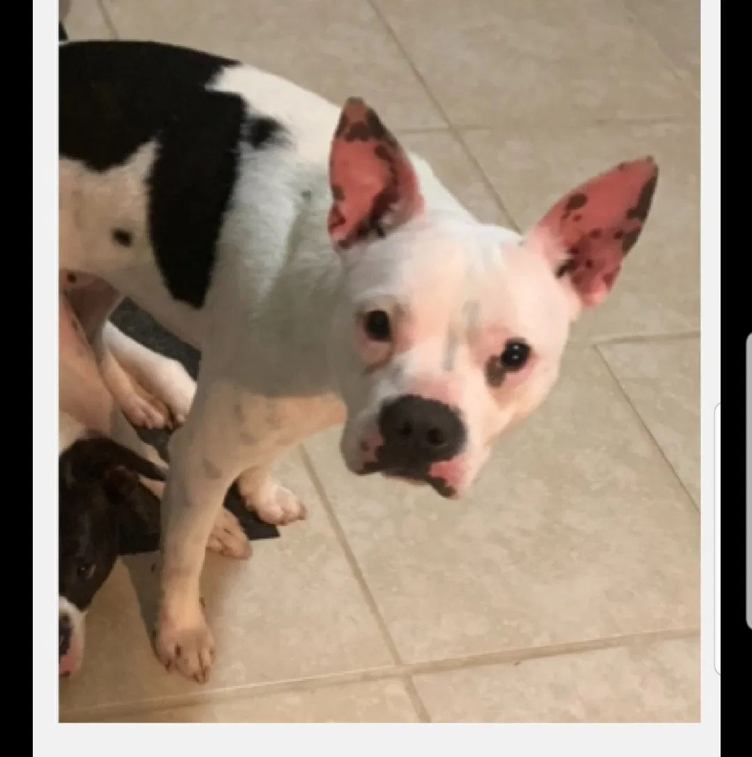 Lost dog in Newport News, VA, 23608