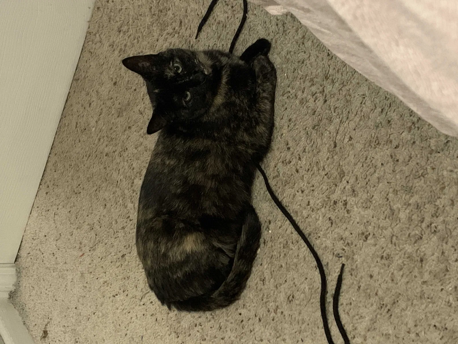 Lost cat in Gardner, KS, 66030