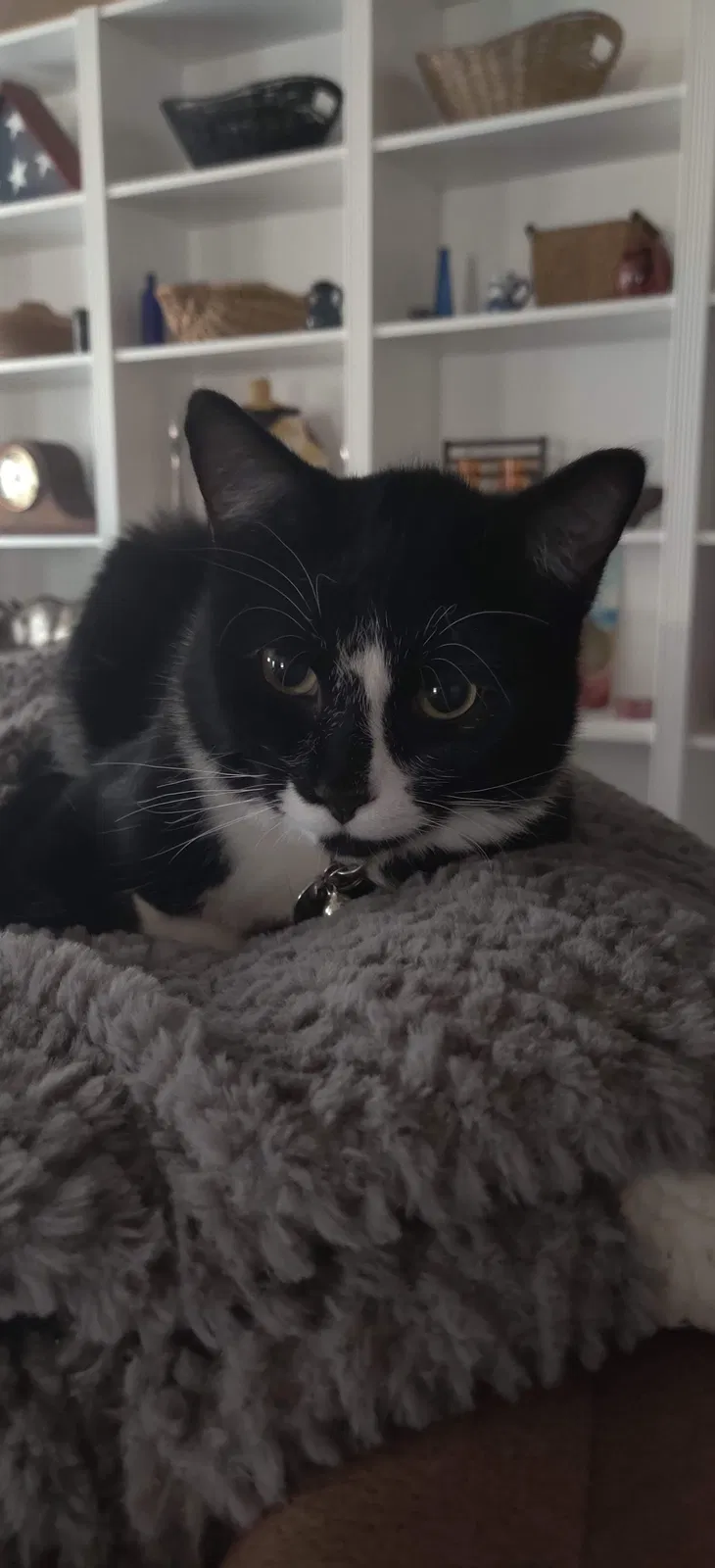 Lost cat in Albuquerque, NM, 87109