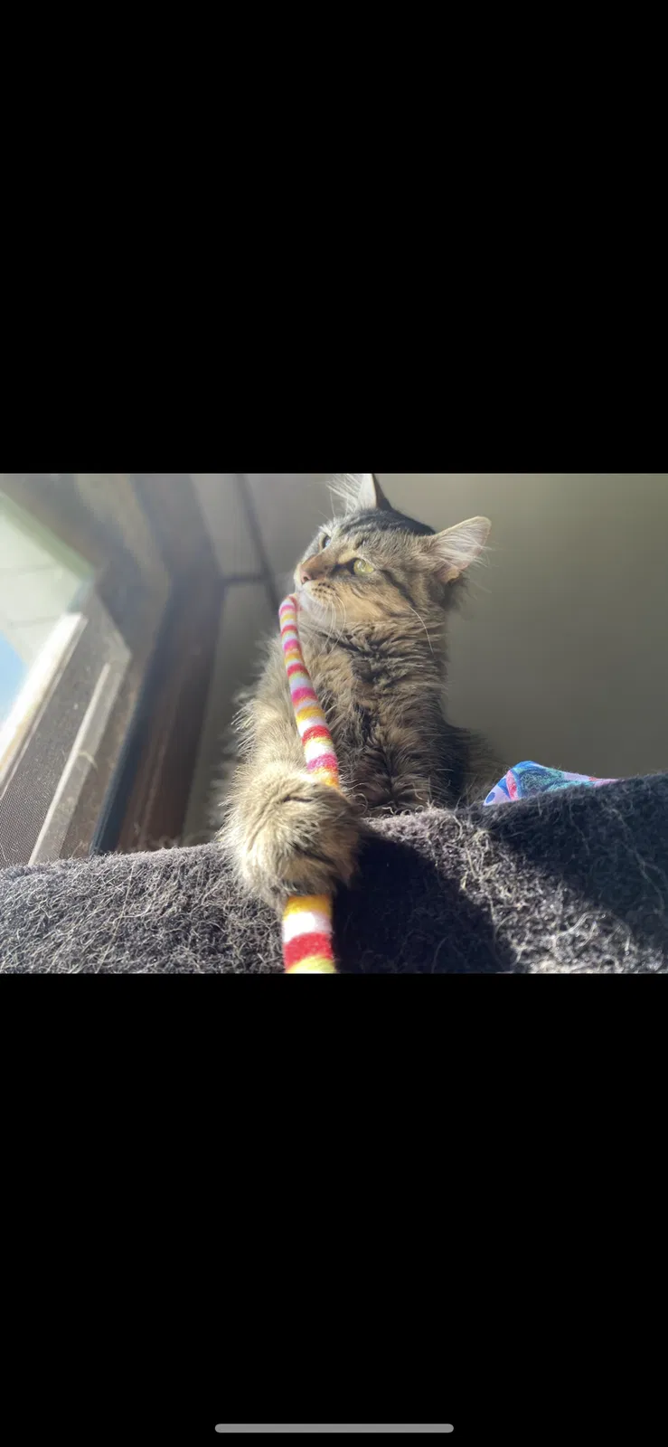 Lost cat in Tinley Park, IL, 60477
