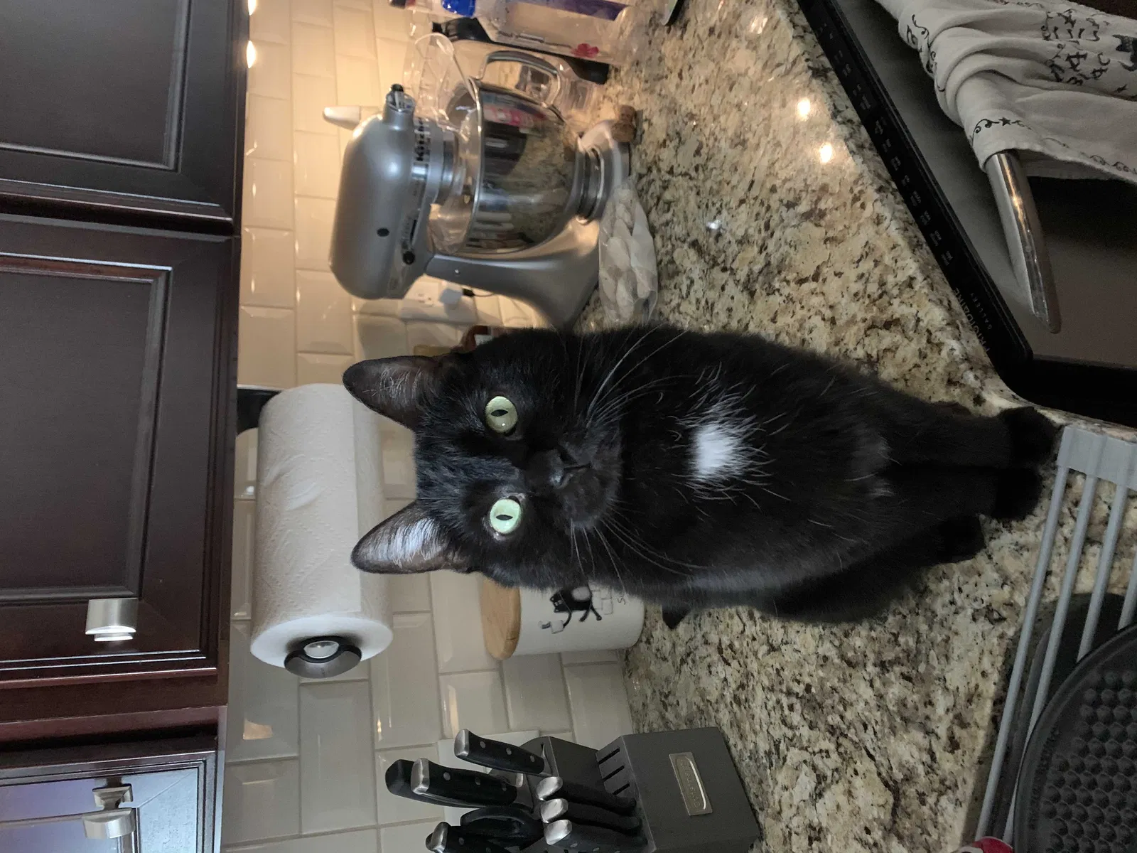 Lost cat in Columbus, IN, 47203