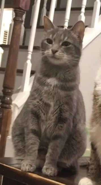 Lost cat in Clifton, NJ, 7013