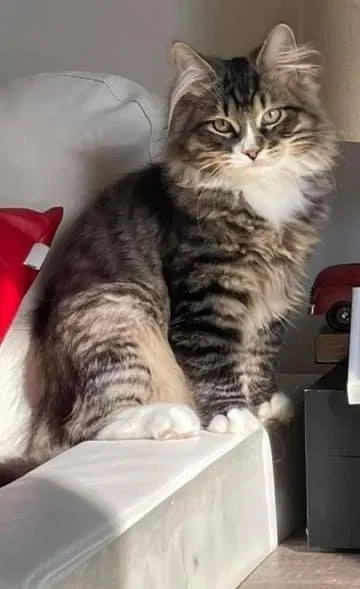 Lost cat in Methuen, MA, 1844