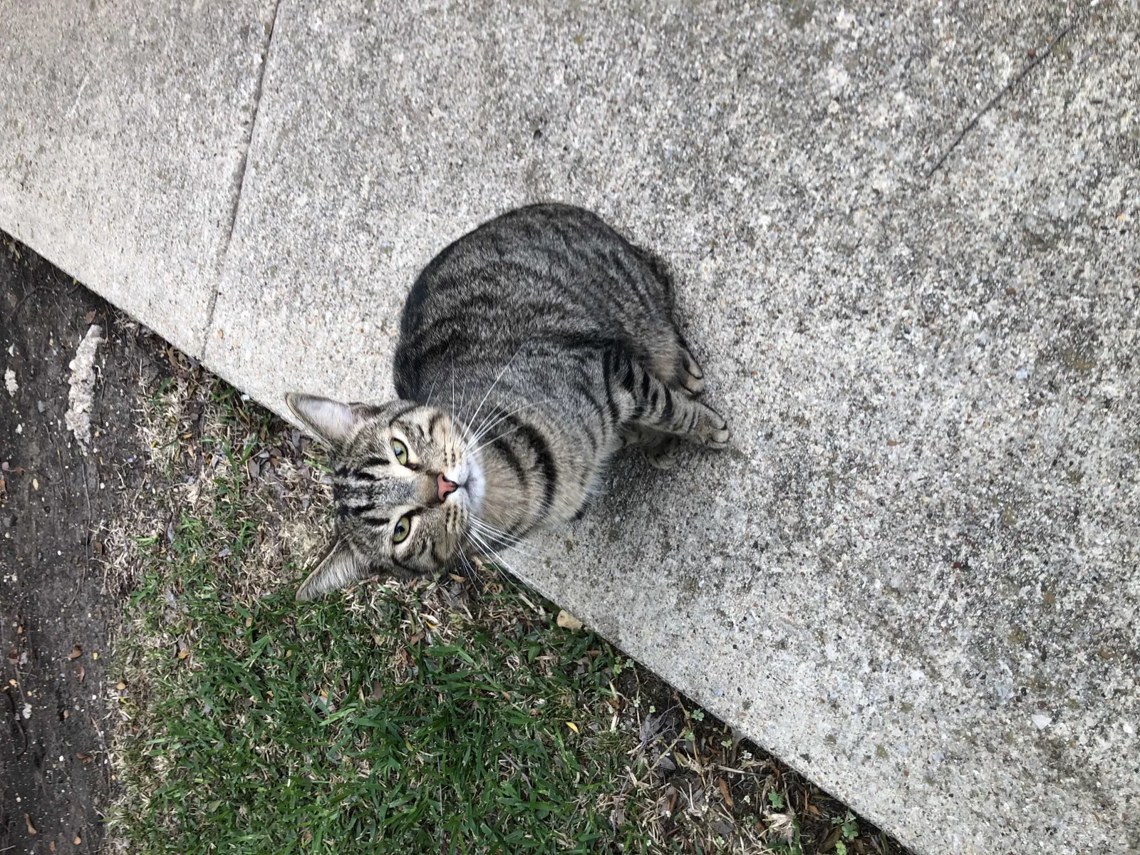 Found cat in Carrollton, TX, 75007