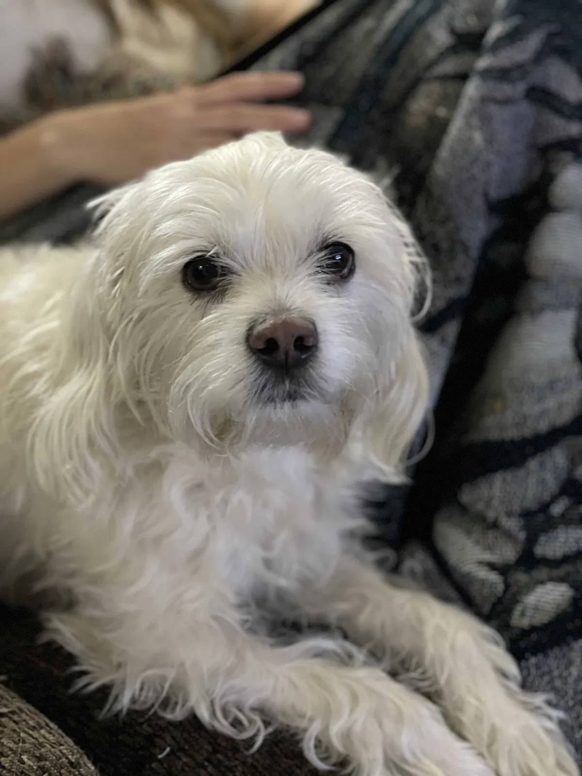 Lost dog in Manteca, CA, 95336