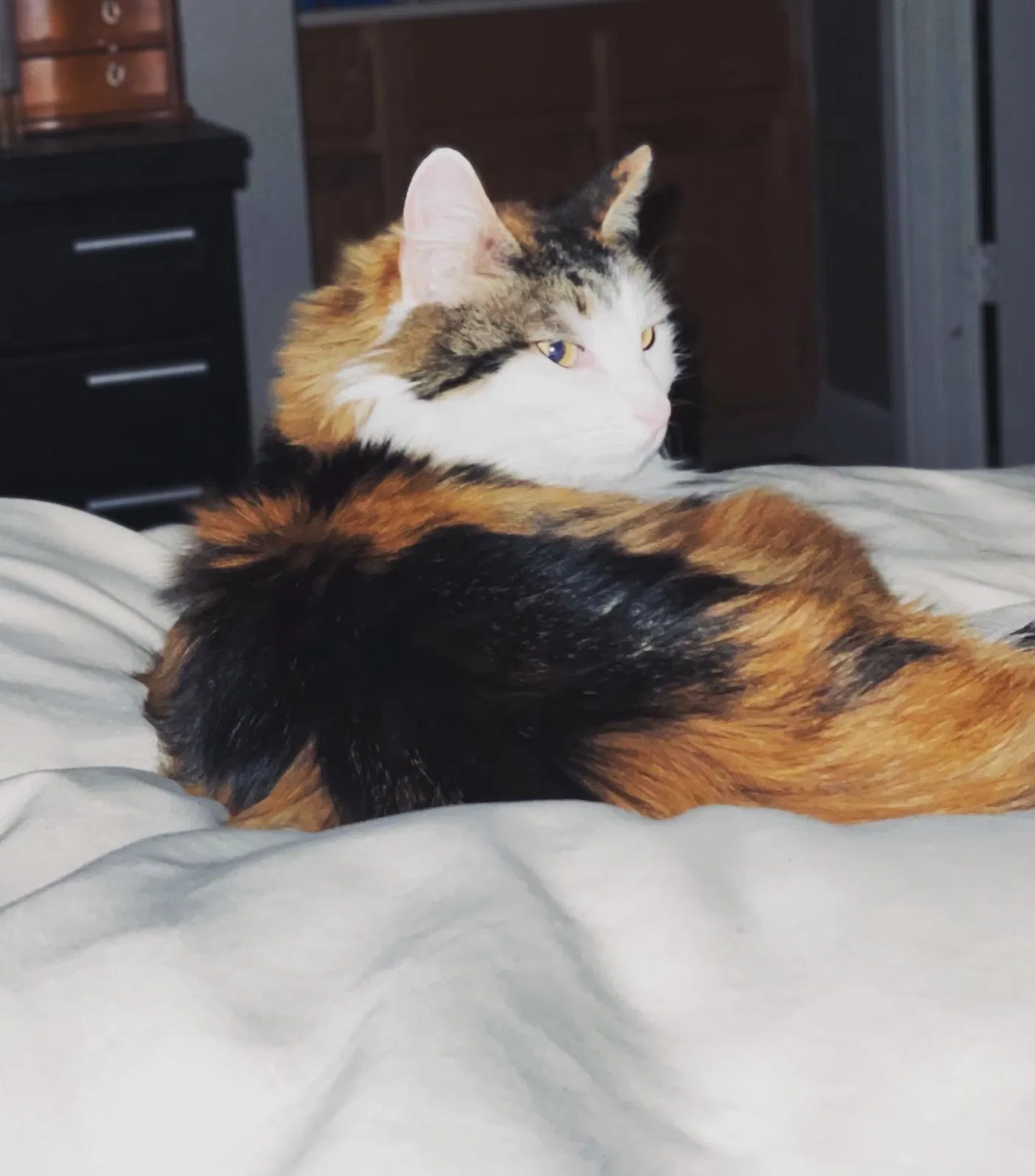 Lost cat in Reno, NV, 89523