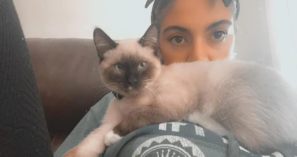 Lost cat in Belmont, NC, 28012
