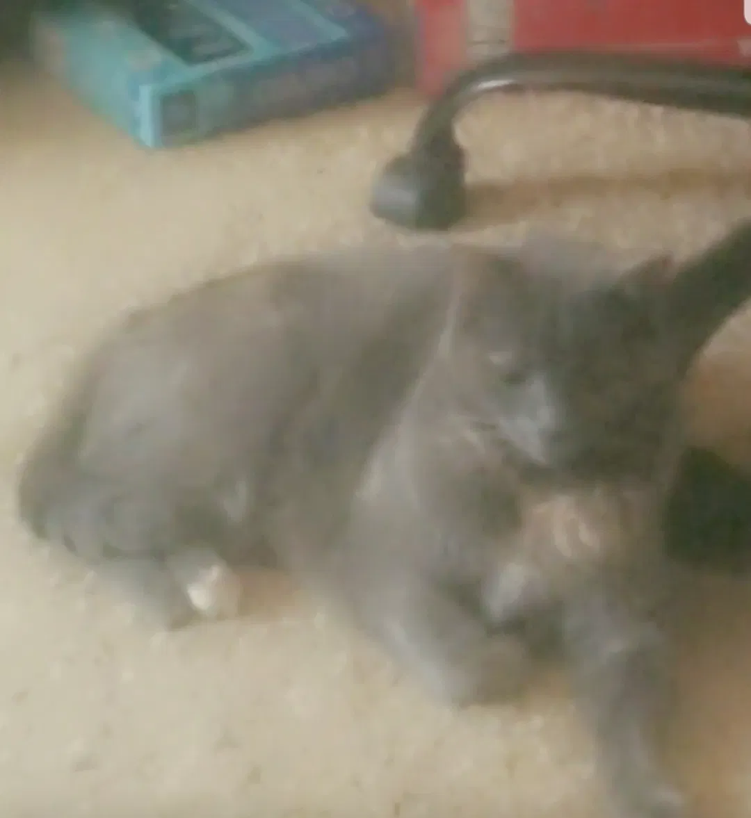 Lost cat in Dallas, GA, 30132