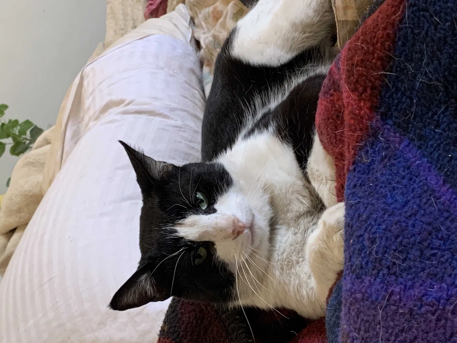 Lost cat in West Covina, CA, 91790