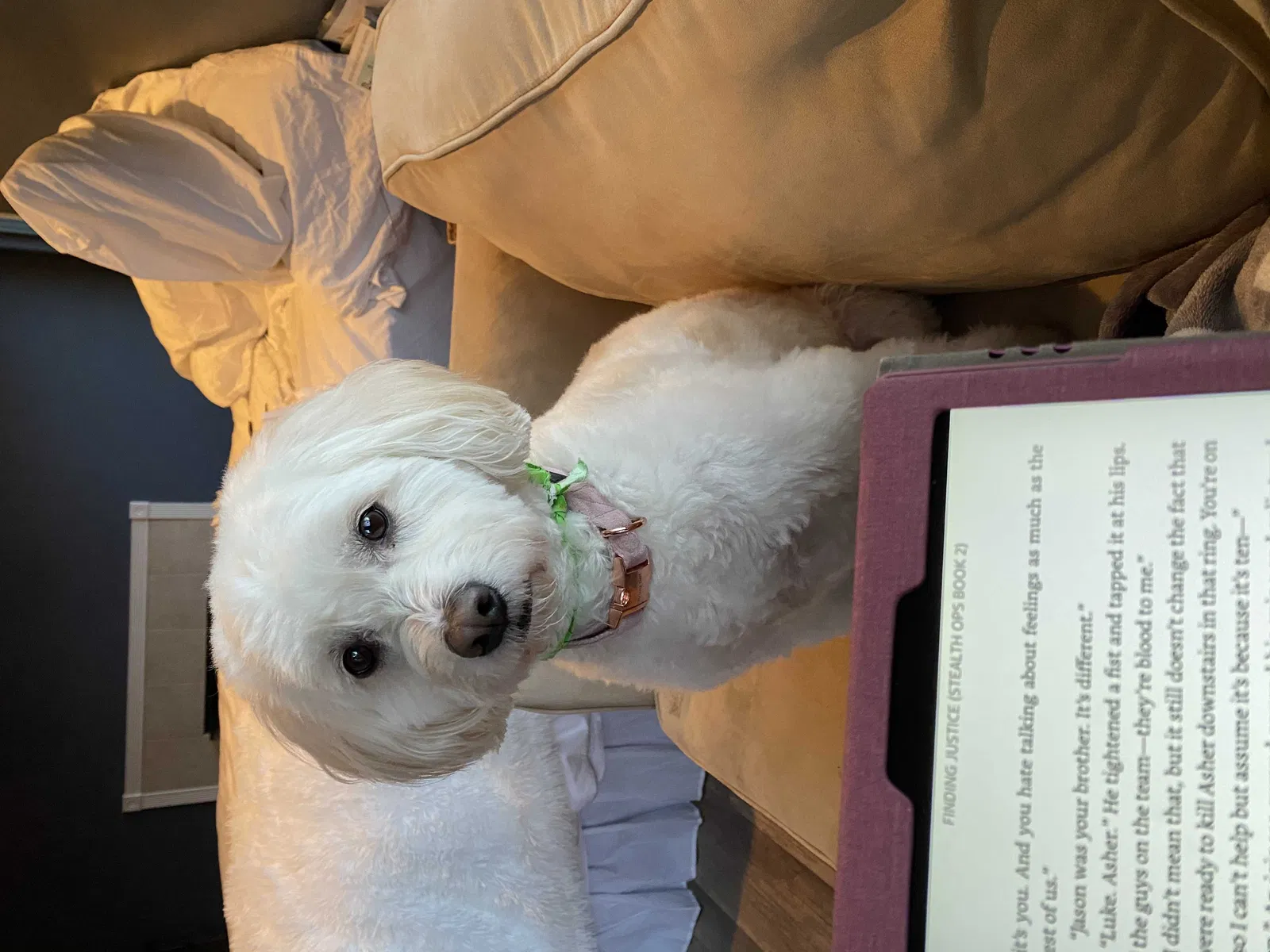 Lost dog in Spring Valley, CA, 91977