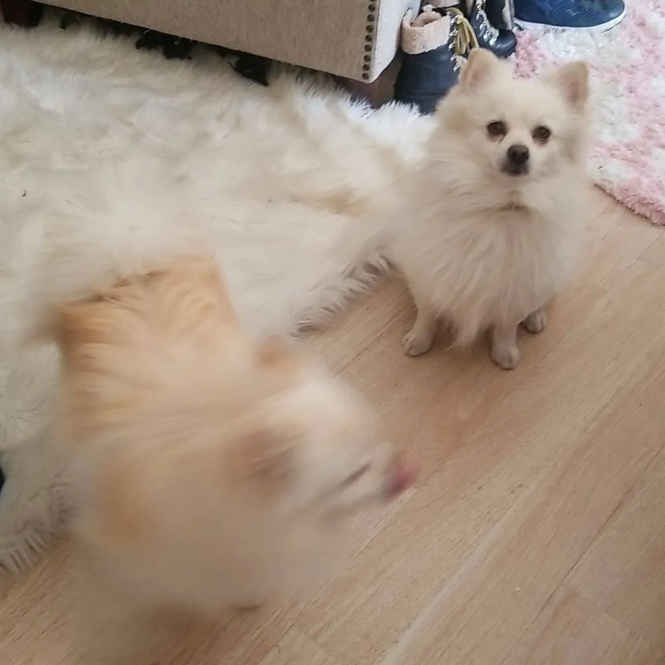 Lost dog in Whittier, CA, 90605