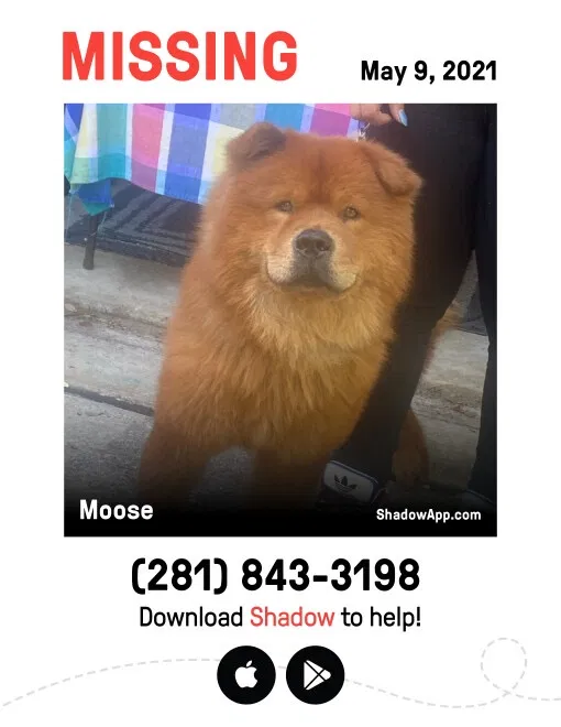 Lost dog in Houston, TX, 77064