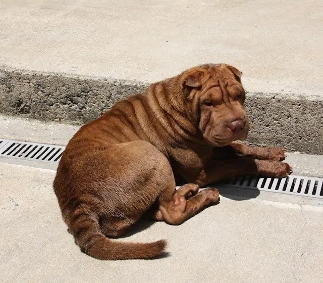 Lost dog in Charlotte, NC, 28212