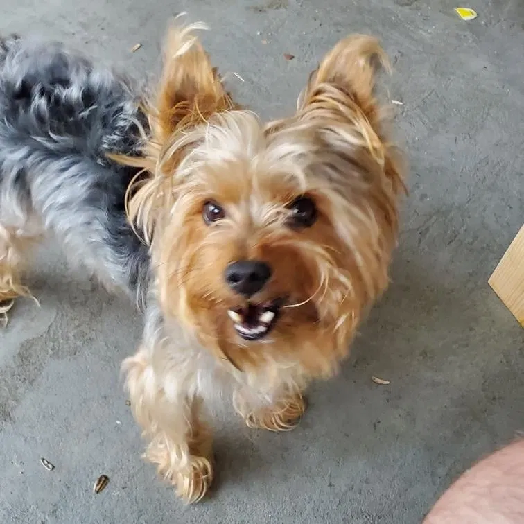 Lost dog in Grand Prairie, TX, 75052