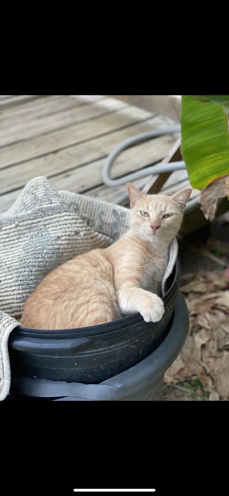 Lost cat in Livonia, LA, 70755