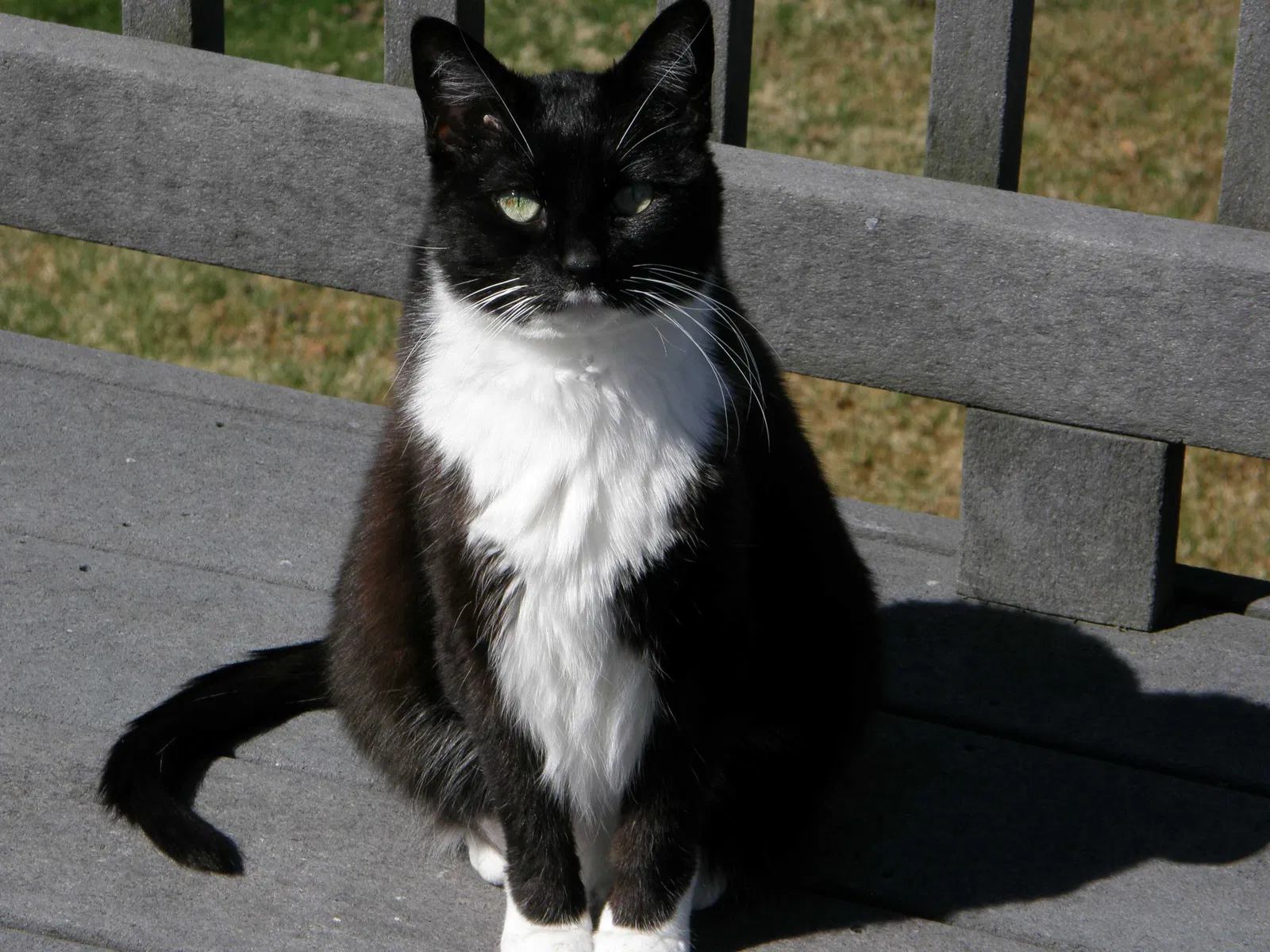 Lost cat in Maryland Heights, MO, 63043