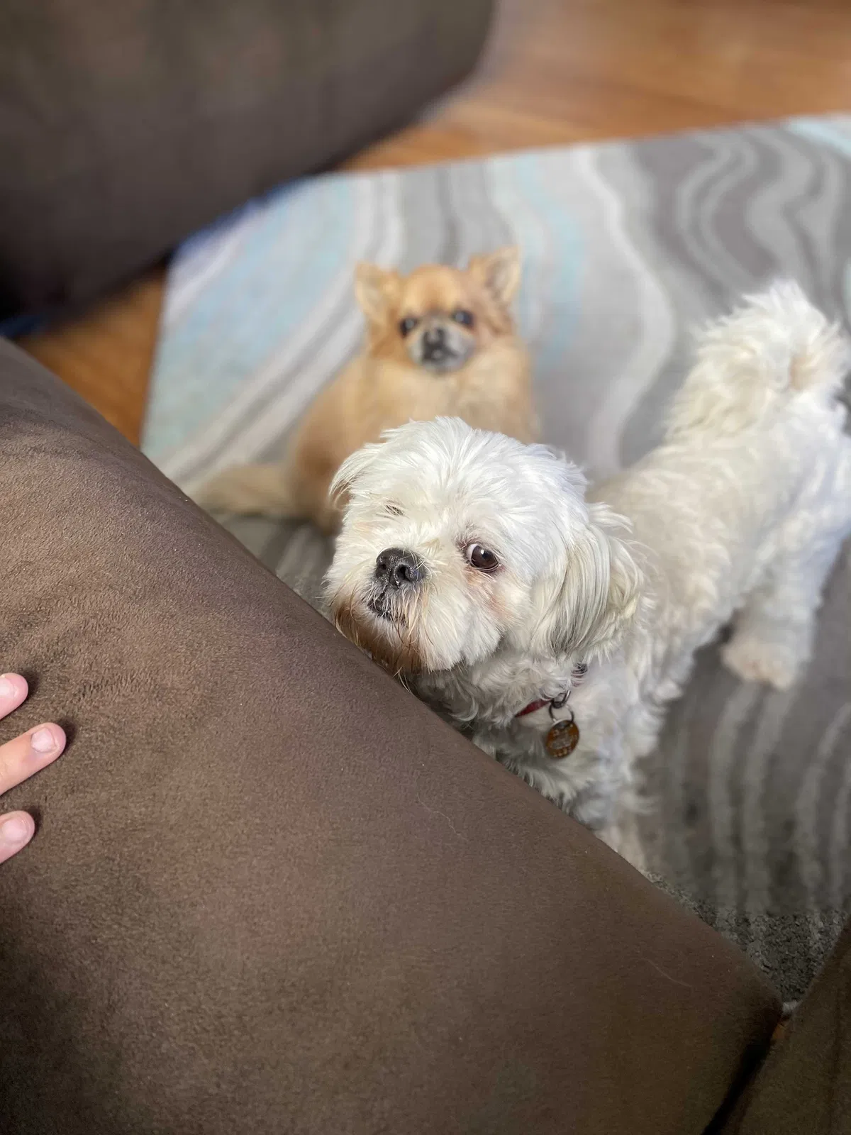 Lost dog in Denver, CO, 80219