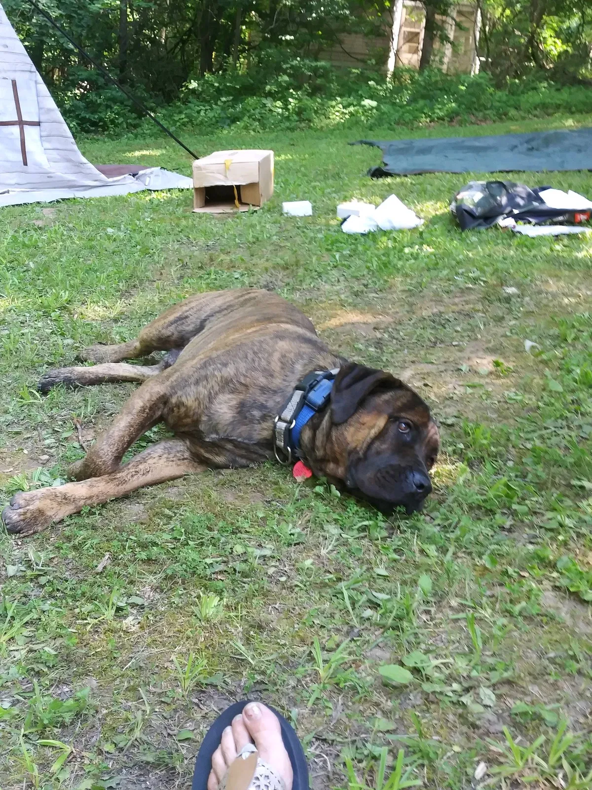 Lost dog in Louisville, KY, 40216
