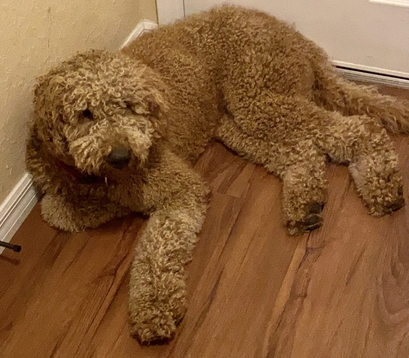 Lost dog in Ocala, FL, 34472