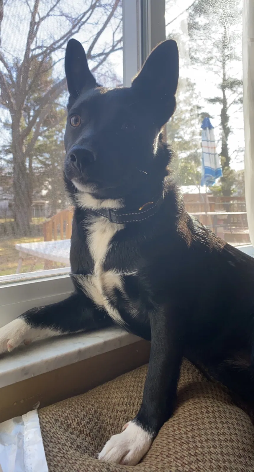 Lost dog in North Olmsted, OH, 44070