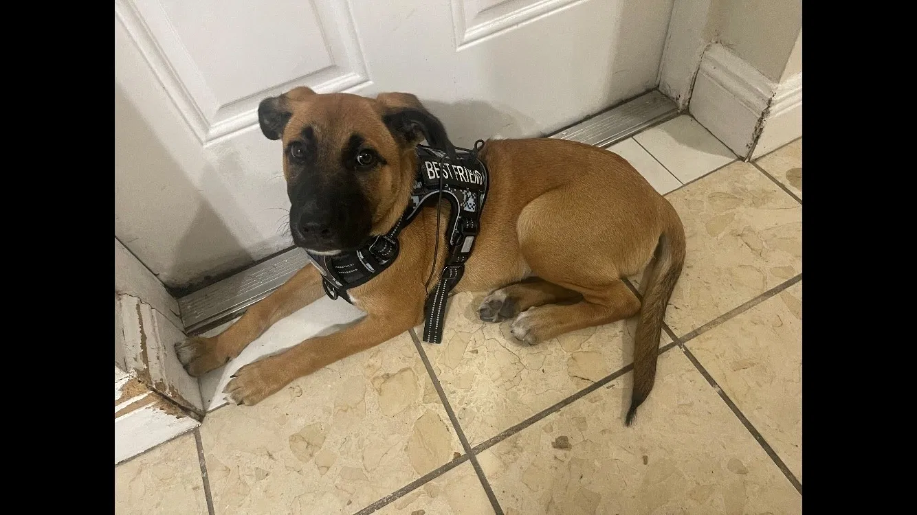 Lost dog in Miami, FL, 33126